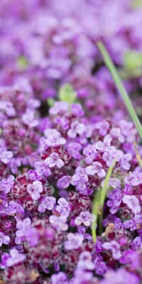 Wildblumen in der Nachbarschaft