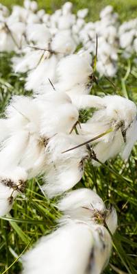 Cottongrass at the cottage