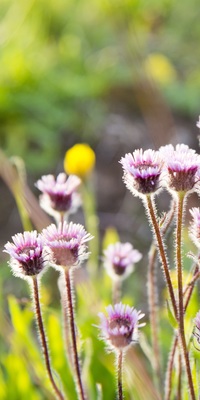 Wildblumen hinter dem Ferienhaus