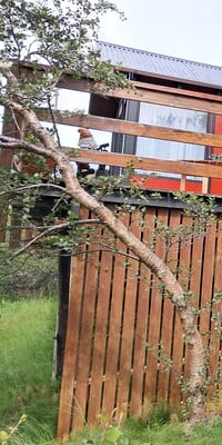 Typisch Island: Das Ferienhaus ist von Birken umgeben