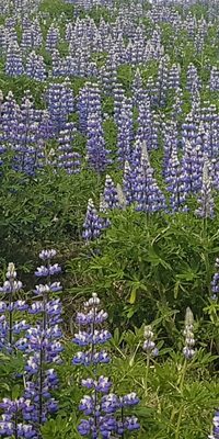 Lupine field in the beautiful Fnjóskadalur valley