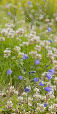 Wildblumen wachsen in der Umgebung