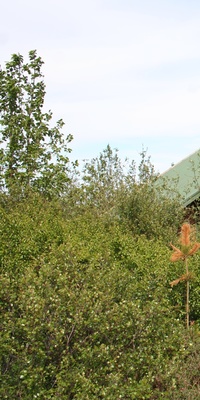 Das Haus liegt in einem kleinen Wald in der Nähe von Borgarnes