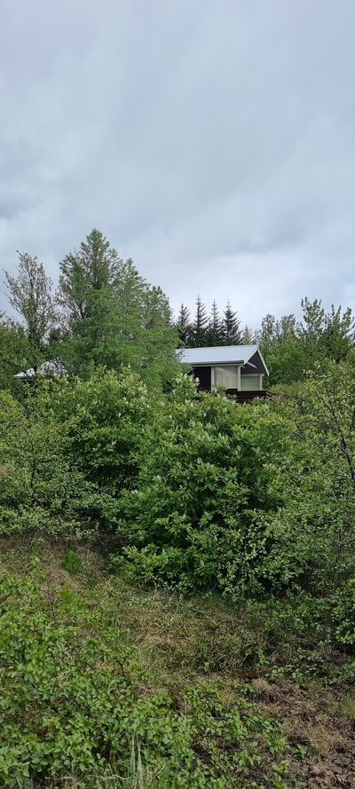 The holiday home is hidden between willows and birch trees